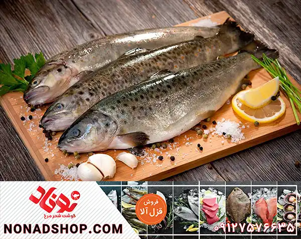 قیمت خرید ماهی قزل آلا جنوب در بازار