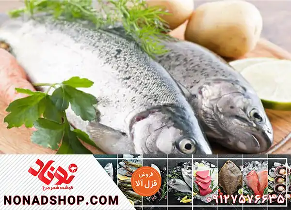 قیمت ماهی قزل الا تازه در بازار