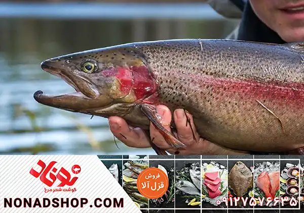 صادرات قزل آلا با مناسب ترین قیمت به عراق