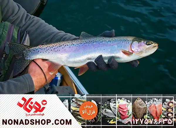 فروش مستقیم ماهی قزل الا درجه یک