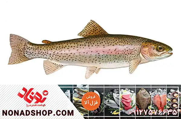 صادرات قزل آلا با مناسب ترین قیمت به عراق