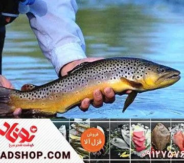 فروش عمده ماهی قزل آلا درجه یک و تازه