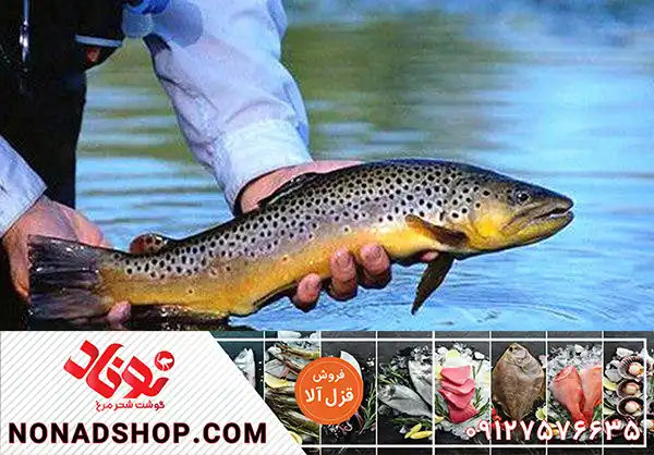 فروش عمده ماهی قزل آلا درجه یک و تازه