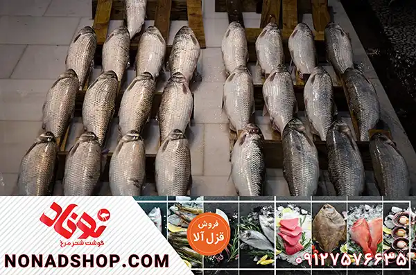 پرورش و فروش ماهی قزل آلا با بالاترین مرغوبیت