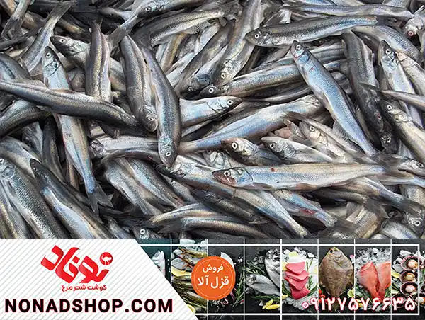 فروش عمده ماهی قزل الا با ارزان ترین قیمت