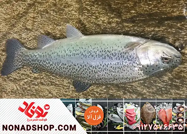 قیمت ماهی قزل آلا درجه یک + فروش عمده