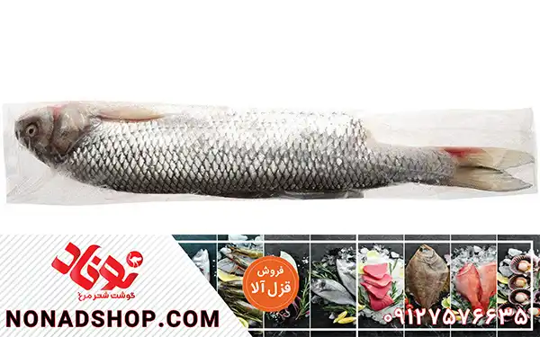 خرید و فروش ماهی قزل آلا با نازلترین قیمت