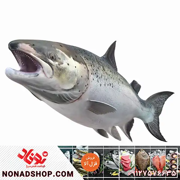 قیمت ماهی قزل آلا درجه یک + فروش عمده