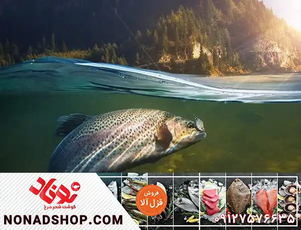 خرید ماهی قزل آلا خال قرمز تازه و باکیفیت با ارزش غذایی بالا