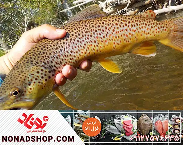 خرید ماهی قزل آلا خال قرمز تازه و باکیفیت با ارزش غذایی بالا