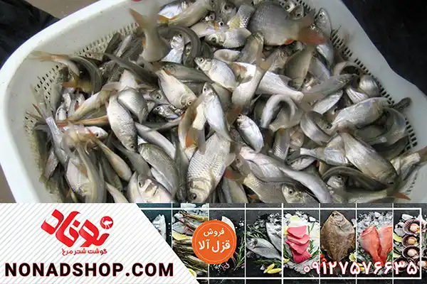 فروش عمده ماهی قزل الا با ارزان ترین قیمت