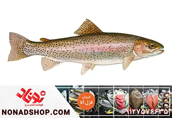 خرید و فروش ماهی قزل آلا با نازلترین قیمت