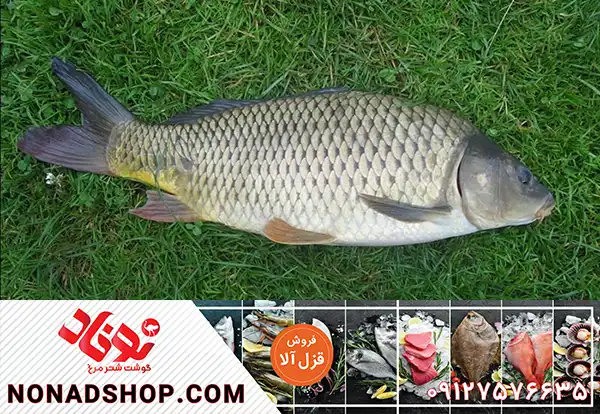 بازار خرید ماهی کوچک قزل آلا با بهترین کیفیت