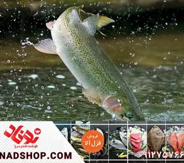 فروش مستقیم ماهی قزل الا درجه یک