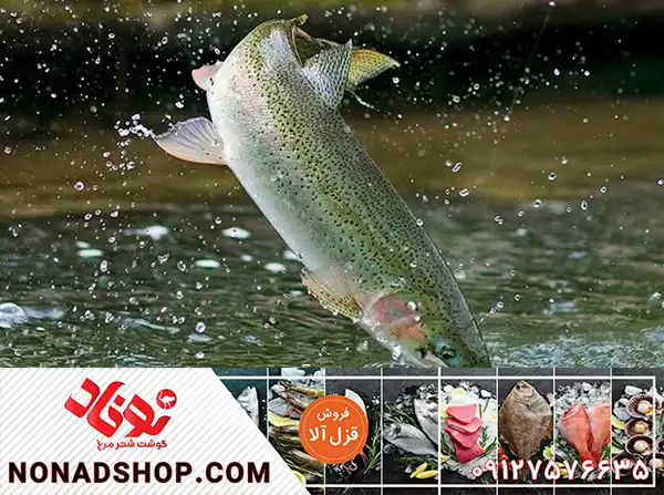 فروش مستقیم ماهی قزل الا درجه یک