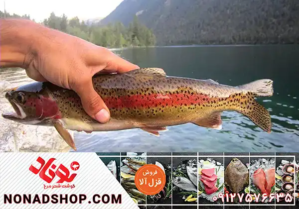 صادرات قزل آلا با مناسب ترین قیمت به عراق