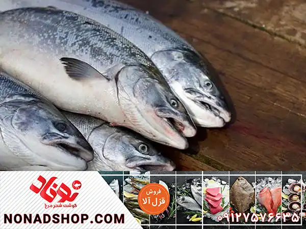 صادرات قزل آلا مرغوب به کشورهای همسایه