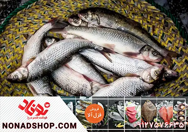 فروش مستقیم ماهی قزل الا درجه یک