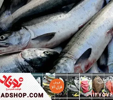 قیمت خرید ماهی قزل آلا جنوب در بازار
