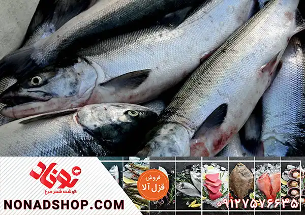 قیمت خرید ماهی قزل آلا جنوب در بازار