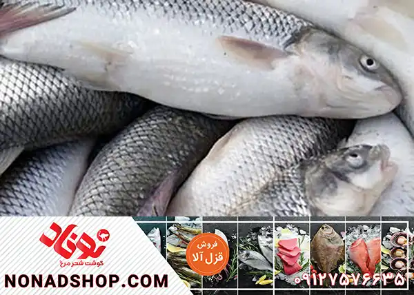خرید عمده ماهی قزل آلا جنوب در بازار تهران