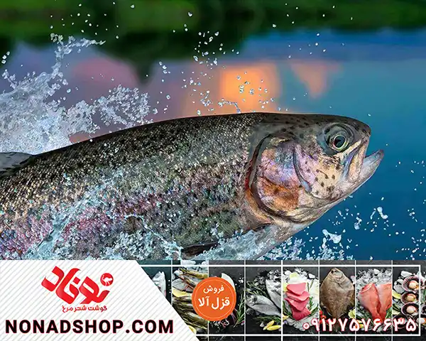 صادرات قزل آلا با نازلترین قیمت به روسیه