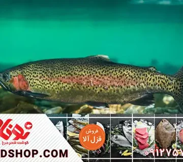 صادرات قزل آلا با نازلترین قیمت به روسیه