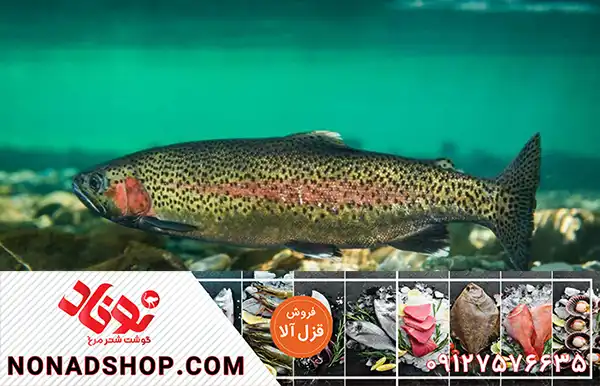 صادرات قزل آلا با نازلترین قیمت به روسیه