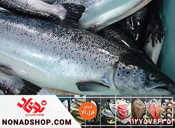 صادرات قزل آلا مرغوب به کشورهای همسایه