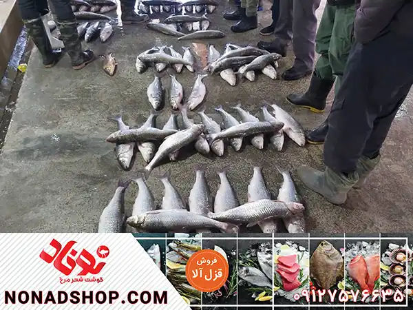 پخش بی واسطه ماهی قزل آلا در بازار