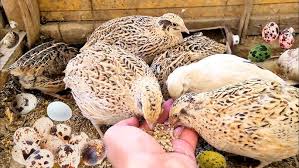 Iranian quail