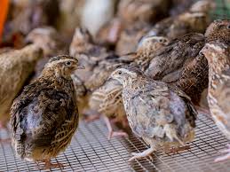 Iranian Export Quail